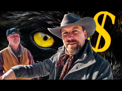 The $10,000,000 Wolves of Colorado!