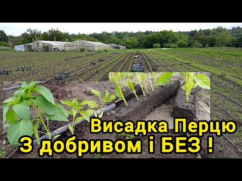 Висадка Перцю. Добрива та схеми висадки.