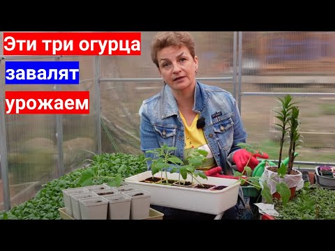 Хотите много огурцов -выращивайте с нами. 5 простых правил как посадить огурцы