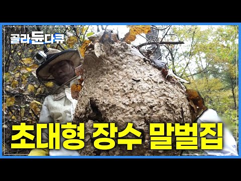 "꿀벌 독침 500배" 말벌 중 최강! 초대형 장수 말벌집을 제거하기!ㅣ성난 벌떼의 습격! 숨 막히는 말벌 퇴치 작전ㅣ말벌 퇴치ㅣ말벌 사냥꾼ㅣ극한직업ㅣ#골라듄다큐