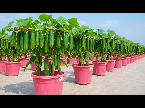 This Simple Tub Method Produced a Surprising Cucumber Harvest