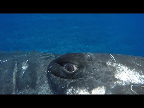 A Whale Saved My Life | Close Encounters | BBC Earth