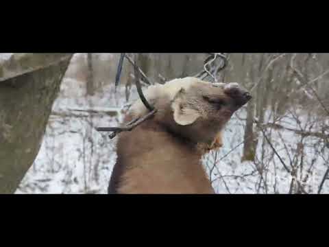 Охота на куницу сезон 2025-26г, 16.12 очередная проверка капканов и наконец то добыт , трофей 🏆🏆🏆