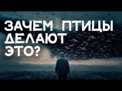 Что такое МУРМУРАЦИЯ? / Танец миллионов птиц