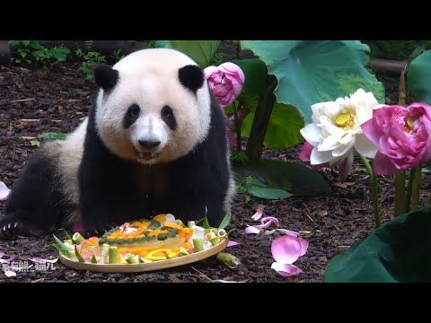 0704谭爷爷喊花叶出来感受饲养员对她们的浪漫：和花和叶，“荷花、荷叶”，五岁生日快乐！🎉