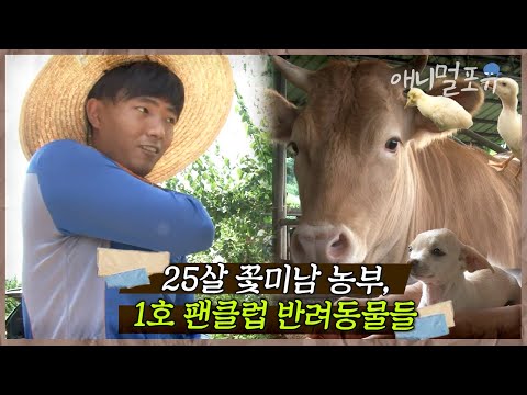 [풀버전] 시골에서 9000평 밭 가는 꽃미남 농부와 미모에 반한 황소떼들과 강아지 I 꽃보다 병수 I KBS 인간극장 2015 방송