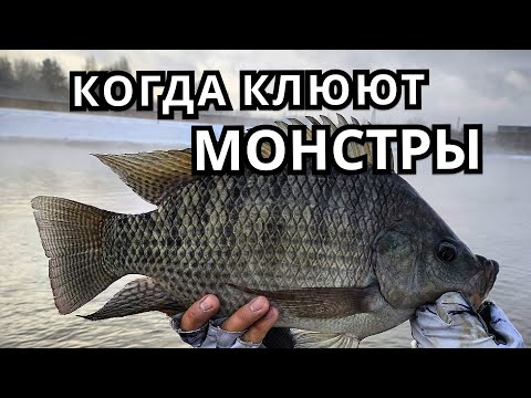 БЕШЕННЫЙ КЛЕВ! ЛУЧШАЯ РЫБАЛКА 2025 !!! 2 ЧАСТЬ!!!  ЛОВЛЯ ТРОФЕЙНОЙ ТИЛЯПИИ !!! УДОМЛЯ