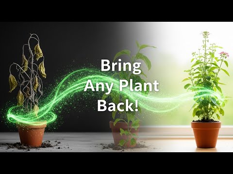 How to Revive Any Dying Plant With This Simple Trick (Works Every Time!)