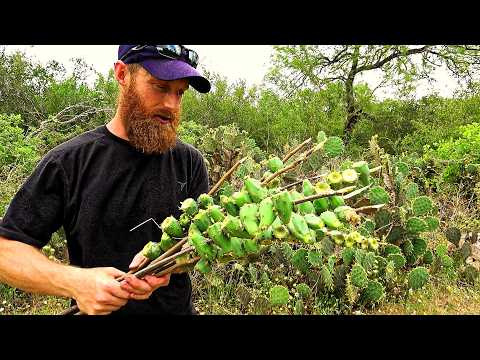 How to Eat, Harvest Cactus - Seeds, Pods, Nopal