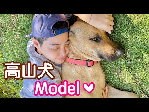 真的有接班狗狗！新的高山犬Model 繼續陪伴守護我們 不用再流浪了【昆蟲擾西家】