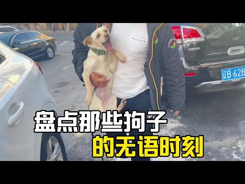 盤點旺旺隊的無語瞬間#搞笑 #搞笑视频 #搞笑挑战 #搞笑合集 #搞笑段子 #搞笑視頻 #爆笑#萌宠 #萌寵