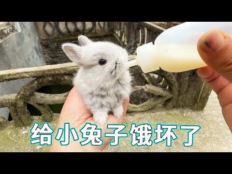 母兔太不靠谱把小兔子养得那么瘦小,人工喂一下还挺上道,大概是饿坏了吧~
