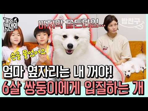 [#밥친구] 엄마 옆자리 때문에 입질? 6살 아이에게 위협하는 스피츠, 강형욱이 말하는 마지막 '골든 타임' | 개와 늑대의 시간 10회