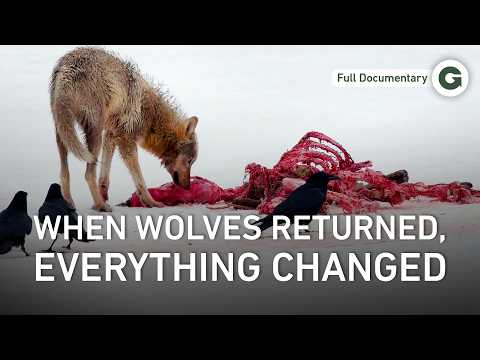 The Dangerous Imbalance That Almost Ruined Yellowstone | Full Documentary