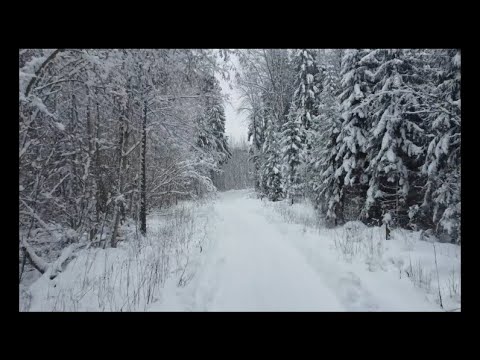 Мелодия зимнего леса #релакс#медитация#осознаниесебя#музыка