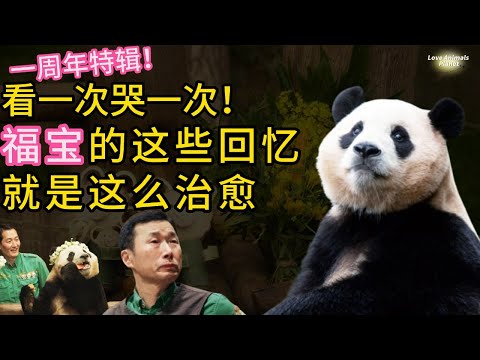 1st Anniversary Special! Fu Bao adorable memories who can resist this? 一周年特辑！被福宝可爱回忆击中！心都化了 #福宝 #푸바오