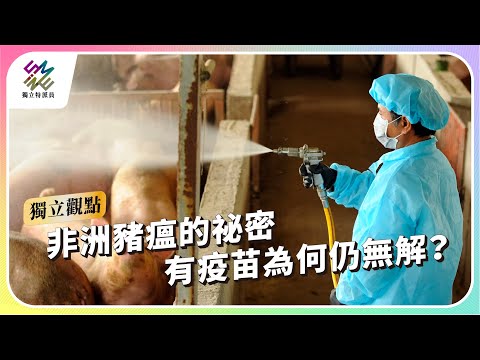非洲豬瘟的祕密，有疫苗為何仍無解？｜公視 #獨立特派員 獨立觀點