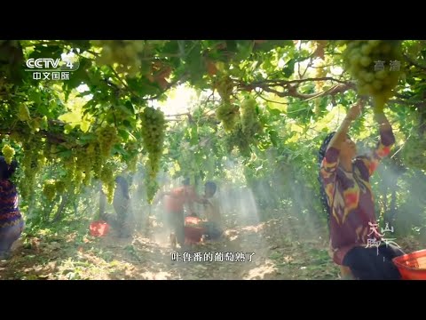 吐鲁番的葡萄成熟了！阳光照射下晶莹剔透 果肉饱满 让人禁不住想品尝一口《天山脚下》第一集【CCTV纪录】