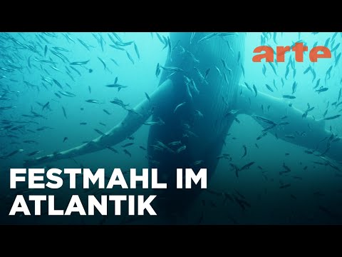 Stelldichein der Lodden vor Neufundland  | ARTE Fernweh