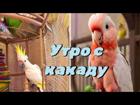 Как начинается утро с попугаями, желтохохлый какаду, гала, волнистики 