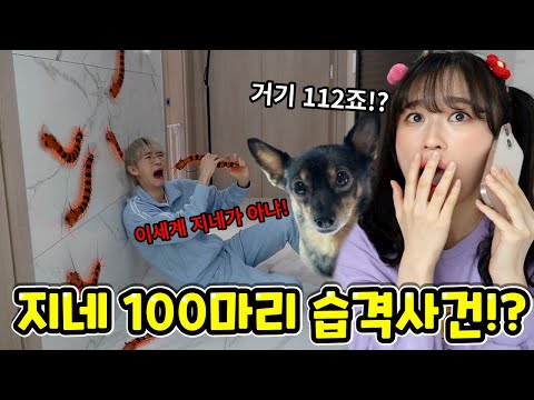 Baek and Ah are attacked by 100 raccoons! Can they escape? - Baek and Ah Ranger Episode 3 -