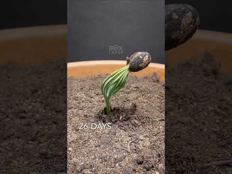 300 Days in 36 seconds - Stone Pine Time-lapse