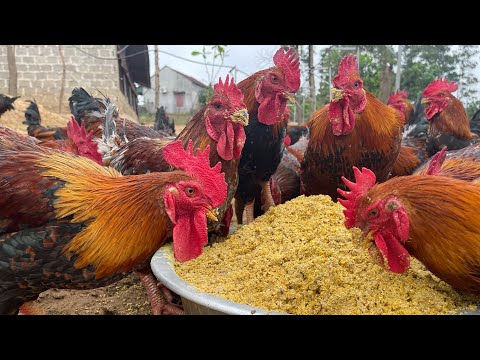 Chicken farming process for meat - how to raise 1000 chickens for meat for business.