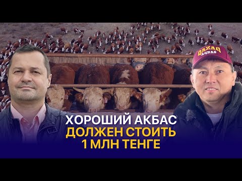 Цены на племенной скот казахской белоголовой породы и содержание акбасов — Перспектива КАН