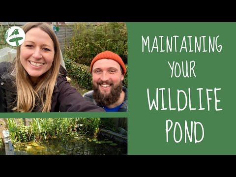 How to Maintain your Wildlife Pond