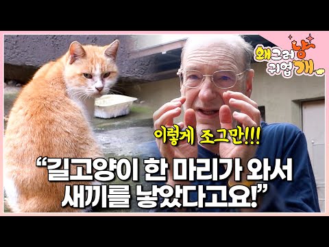 7년째 고양이에 빠져 집사 생활하는 신부님의 14마리 고양이 가족 자랑 시간 | #왜그러냥귀엽개