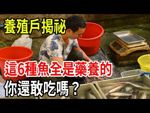 Fish farmers reveal their secrets! These six fish species are all fed with medication. Would you...
