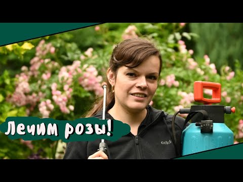 Как я лечу розы от болезней/ Розы в саду - продолжение