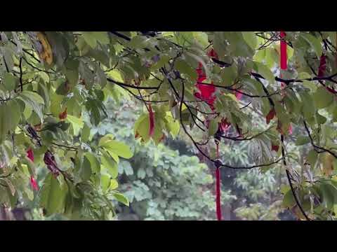 Gentle Rain Falling on Leaves in a Quiet Afternoon