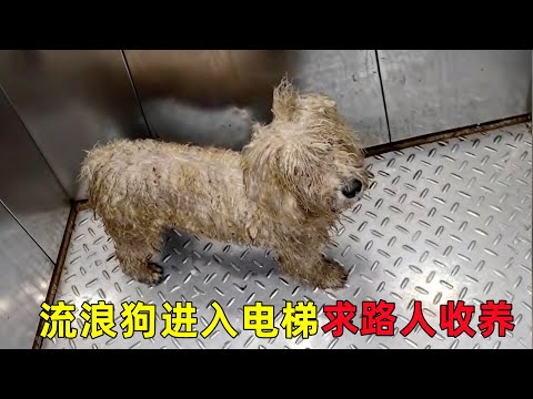 流浪狗进入电梯求收养，不料被收编后，它又带回一只流浪狗朋友
