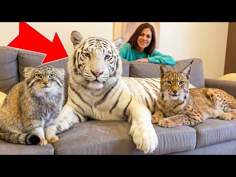 I Raised a WHITE TIGER in my Apartment! 😱 (Manul is Shocked)Lynx & Pallas’s Cat.