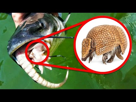 Strangest Animal Behavior Caught on Camera