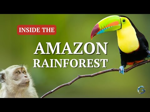 Amazon Rainforest Secrets: Biodiversity & Threats