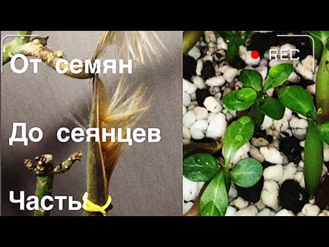 Адениум. От семян до сеянцев. Часть 1