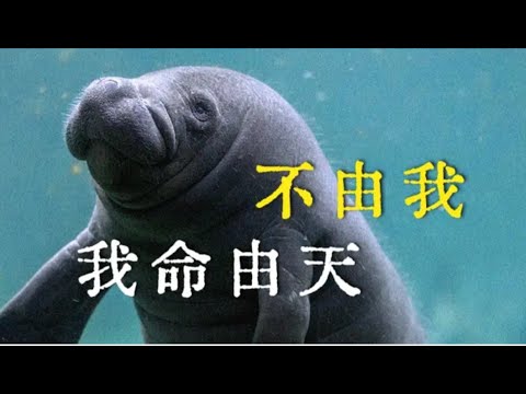 【鬼谷说】海牛目：那年特提斯微雨