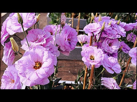 ЭУСТОМА ПОЯВИЛАСЬ! ОБЯЗАТЕЛЬНЫЕ ПОДКОРМКИ ДЛЯ УСКОРЕНИЯ РОСТА