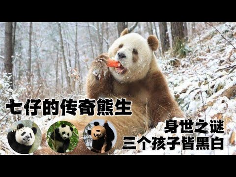 七仔：全球唯一的圈养棕色大熊猫，被遗弃还是被偷，身世成谜；如今儿女双全，三个孩子都不是棕色