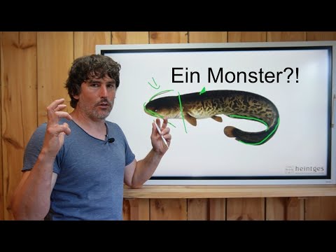 What you MUST know about the catfish!!