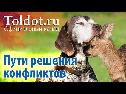Пути к решению конфликтов. Внутренняя гармония. Семинар Рава Ашера Кушнира.