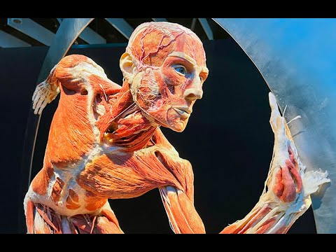 BODY WORLDS at the Science Museum of Virginia