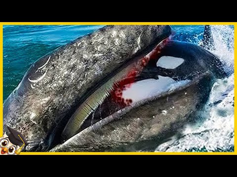 20 Male als sich Meerestiere mit dem falschen Gegner angelegt haben