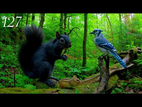 Cat TV: 3 Hours of Chipmunks, Squirrels and Blue Jays in a Beautiful Forest. Ep. 127
