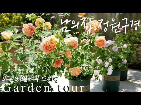 [Garden Tour🌿] I didn't buy clothes and makeup. I only bought roses! over 40 roses