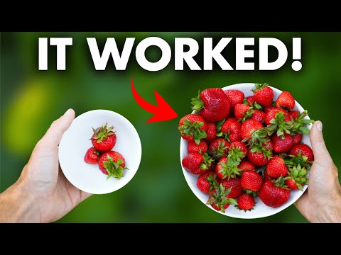 6 Changes I Made to FINALLY Get HUGE Strawberry Harvests