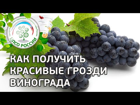 Как получить красивые грозди винограда. Уход за виноградом.