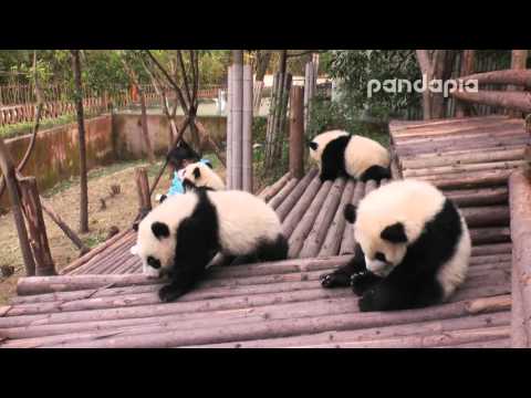 Broadcast Top Highlights 直播精彩集錦 喝瓶瓶奶